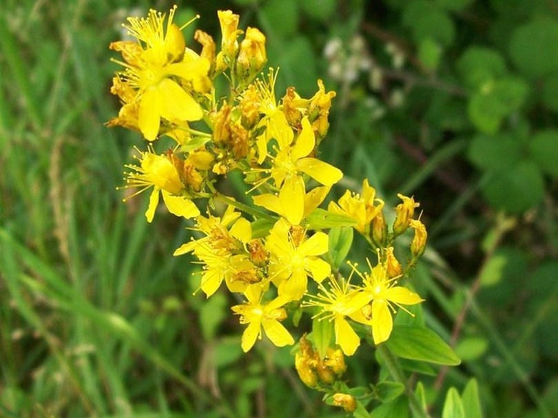 Behaartes Johanniskraut, Hypericum hirsutum, etnobotanika